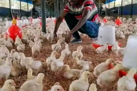 How to Reduce Chick Mortality by 90%: