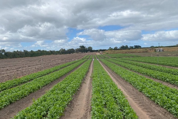 Dhania Farming in Kenya presenting largescale farm