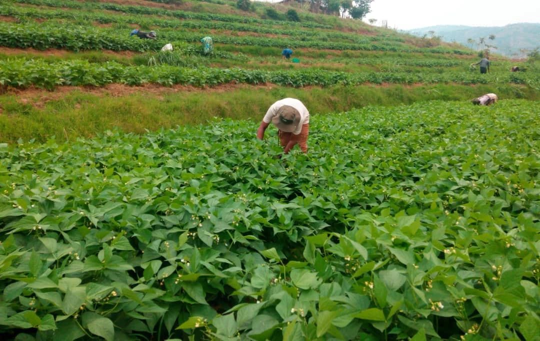 French Beans Farming in Kenya: 2026 Guide to KES 1.5 Million Profit 3 Farmers weeding in a French beans farm in Kajiado. Weed control in the first four weeks is critical for Mishiri farming profit margins.