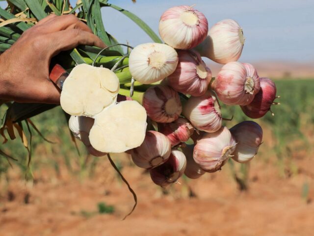 A proud farmer displays freshly harvested garlic bulbs in his hand, demonstrating the quality produce from successful garlic farming in Kenya using JKUAT-1 hybrid seeds.