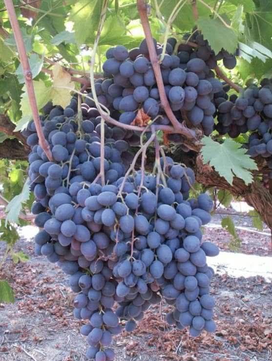 Cabernet Sauvignon grapes ripen on the vine at a commercial vineyard practicing grapes farming in Kenya. This wine variety thrives in the highland regions and develops intense color from the equatorial sun.
