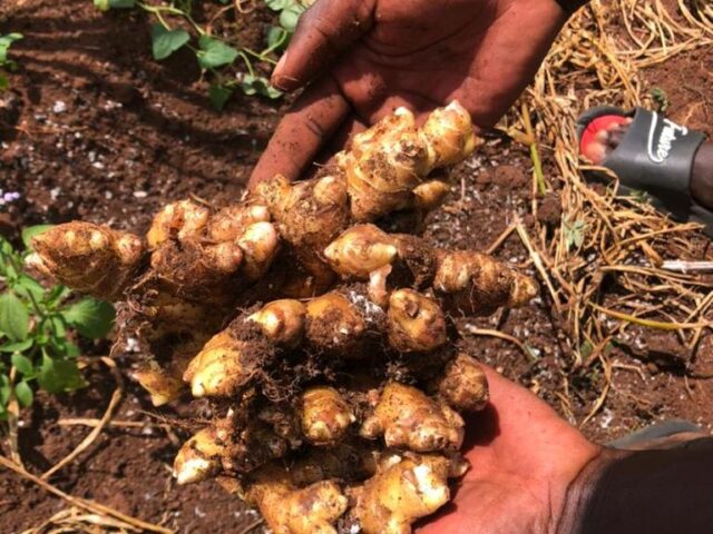 A proud farmer displays a massive harvested ginger rhizome in his hands, demonstrating the quality and size achievable through proper ginger farming in Kenya.