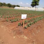 Herb Farming in Kenya in ASAL