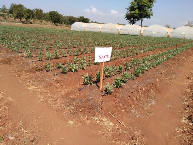 Herb Farming in Kenya in ASAL