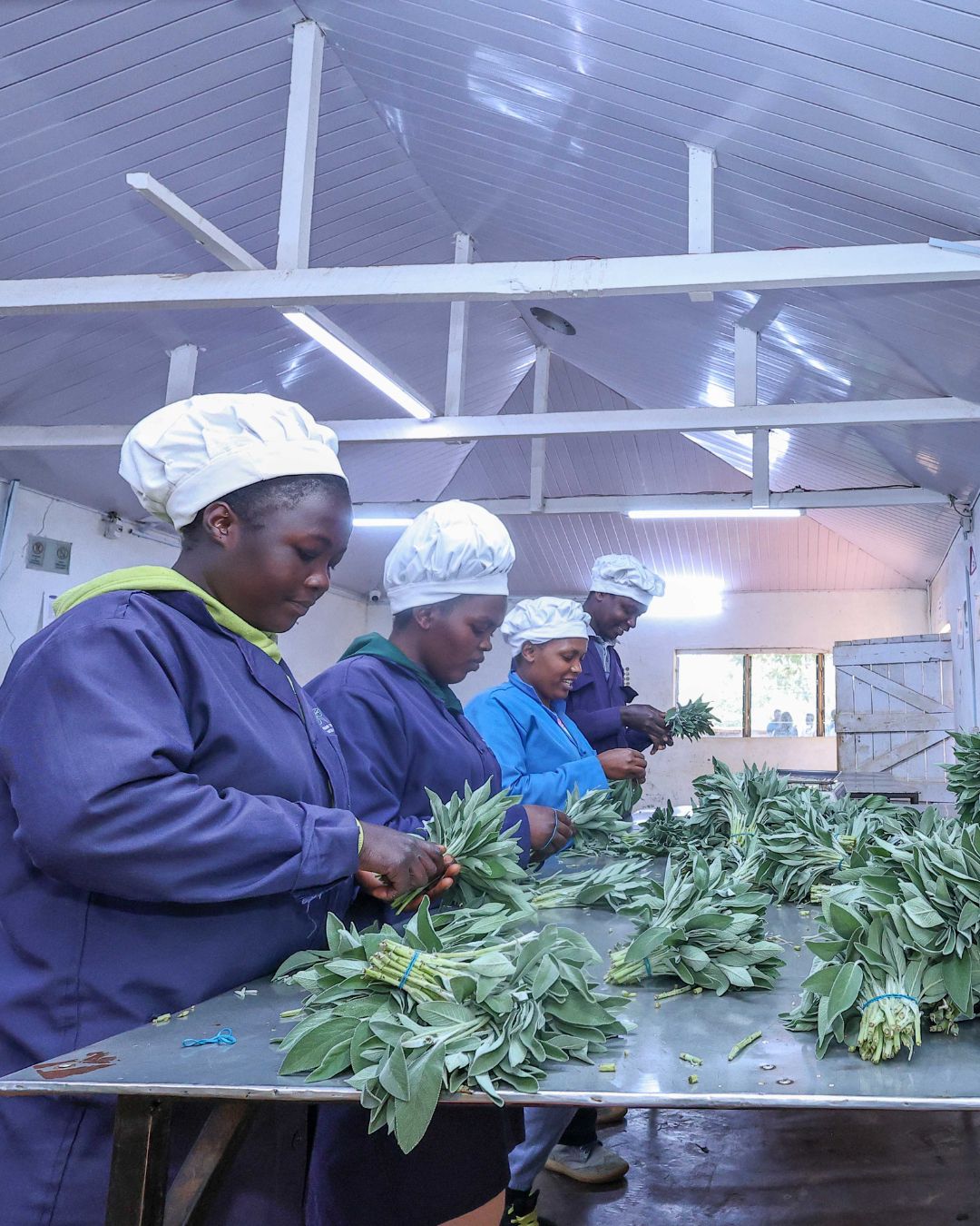 Export workers carefully sort and package fresh herbs in a clean packhouse, representing the high-value export market for herbs farming in Kenya supplying European buyers.