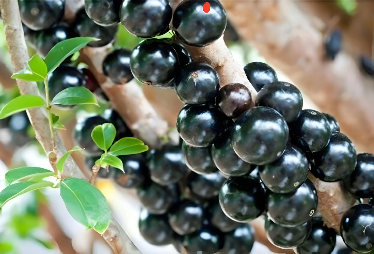 Jaboticaba Farming in Kenya: The 2026 Guide to Earning KSh 5 Million Per Acre 1 A branch laden with ripe Jaboticaba fruits ready for picking, showcasing the quality produce that rewards dedicated Jaboticaba farming in Kenya.