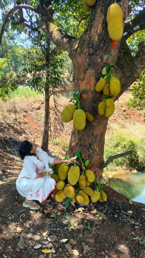 A farmer of Indian descent squats to harvest large jackfruits from a low-hanging branch on her productive farm, highlighting the diverse community engaged in jackfruit farming in Kenya.