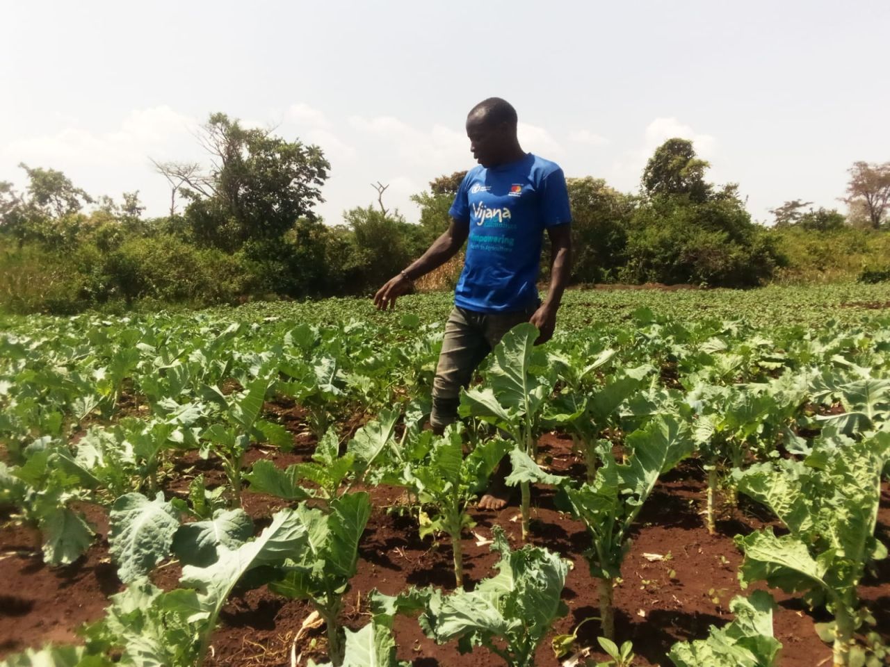 Kale Farming in Kenya: The 2026 Complete Guide to Earning KSh 900,000 Per Acre with Malkia F1 Sukuma Wiki Variety 1 A farmer carefully inspects his kale plants, checking for pests and disease as part of routine scouting in commercial kale farming in Kenya.