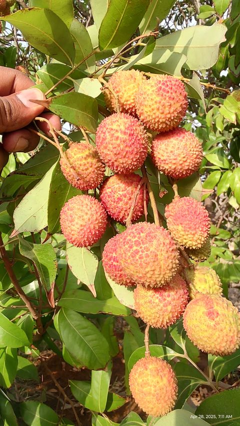 A branch heavy with ripe lychee fruits ready for harvest, showcasing the yield potential of proper lychee farming in Kenya.