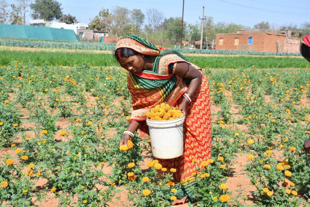 Marigold Farming in Kenya