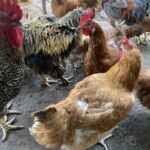 Most Profitable Poultry Breed in Kenya 2026