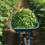 A wheelbarrow loaded with freshly harvested okra during peak harvest, demonstrating the yields possible from dedicated okra farming in Kenya.