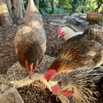 A hen eagerly feeding on Black Soldier Fly larvae, a high-protein ingredient central to poultry feed formulation Kenya 2026 for cost reduction.