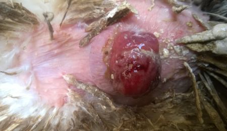 Prolapse in layer chickens