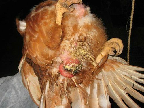 Prolapse in layer chickens