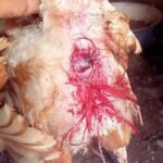 Prolapse in layer chickens
