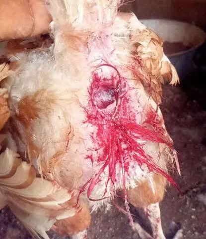 Prolapse in layer chickens