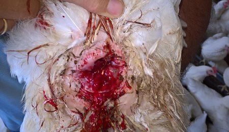 Prolapse in layer chickens