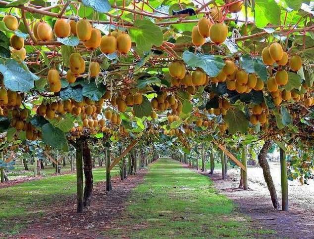 A well-managed commercial kiwi farm in South Africa, showing the trellis system and dense canopy of mature kiwi vines that kiwi fruit farming in Kenya seeks to replicate.