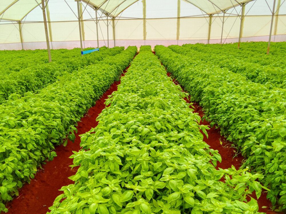 Basil Farming in Kenya: The 2026 Definitive Guide to Earning KSh 1.5 Million Per Acre with Export Contracts 1 Basil Farming in Kenya