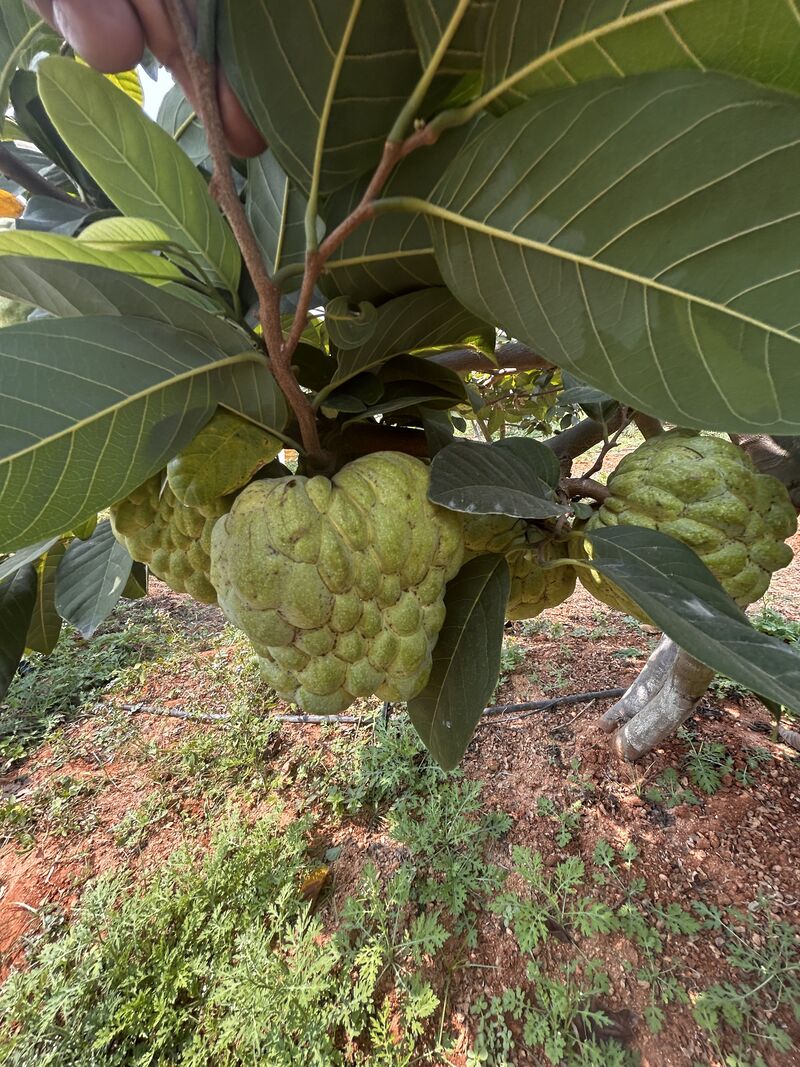 Custard Apple (Matomoko) Farming in Kenya