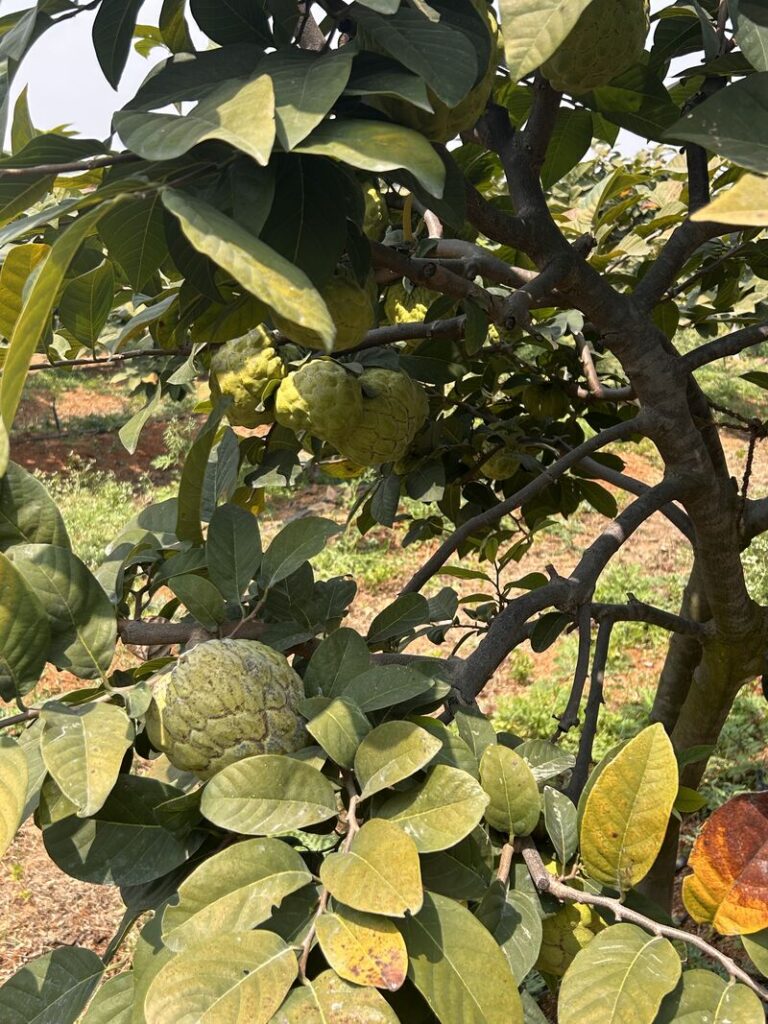 Custard Apple (Matomoko) Farming in Kenya