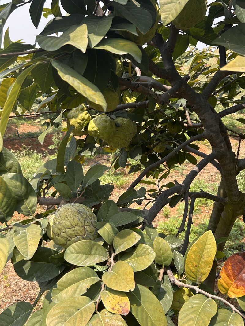 Custard Apple (Matomoko) Farming in Kenya