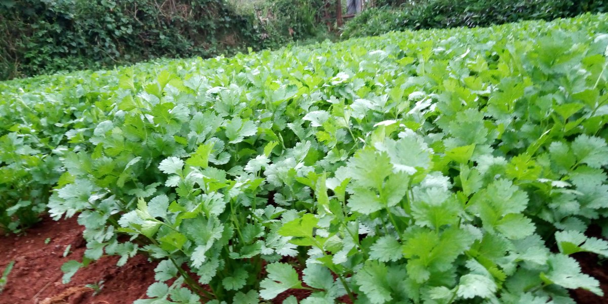 Dhania Farming in Kenya 2026