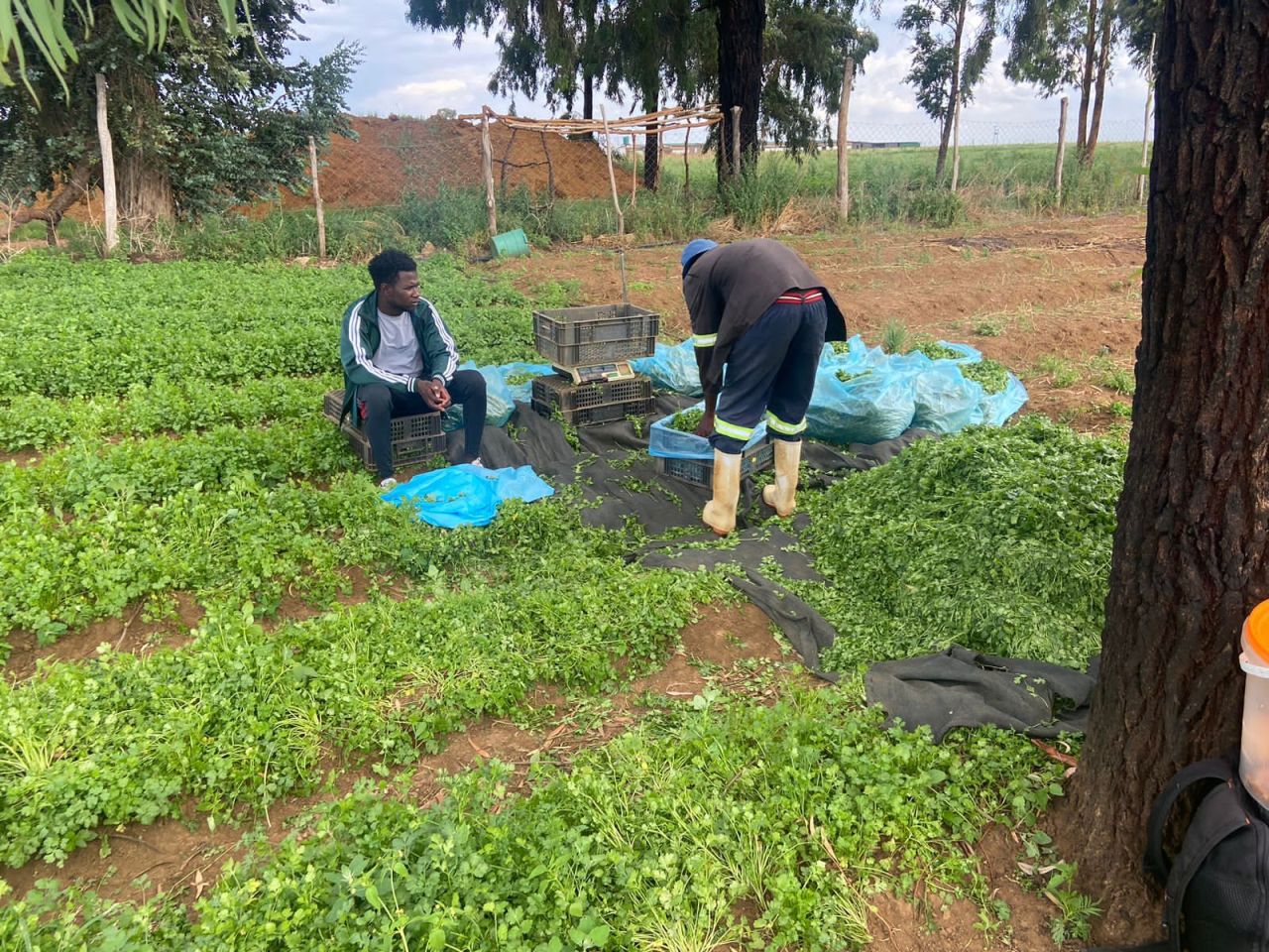 Dhania Farming in Kenya harvesting