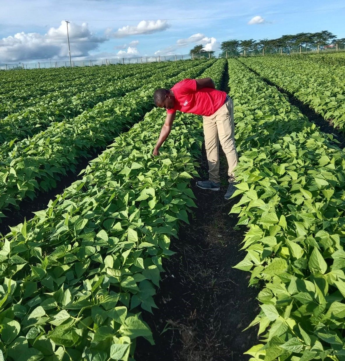 French Beans Farming in Kenya: 2026 Guide to KES 1.5 Million Profit 2 A farmer inspects his crop during farm scouting. Regular monitoring helps determine the best fertilizer for French beans and catch pest issues early.