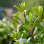 A detailed closeup of fresh green bay leaves growing on a tree, highlighting the quality foliage produced through dedicated bay leaf farming in Kenya.