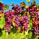 Red Globe grapes hang in heavy clusters at a mature vineyard practicing grapes farming in Kenya. This seeded variety commands premium prices due to its impressive berry size and excellent shelf life.
