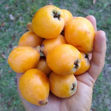A proud grower displays freshly harvested ripe loquats in his hand, representing the rewards of dedicated loquat farming in Kenya with grafted varieties.