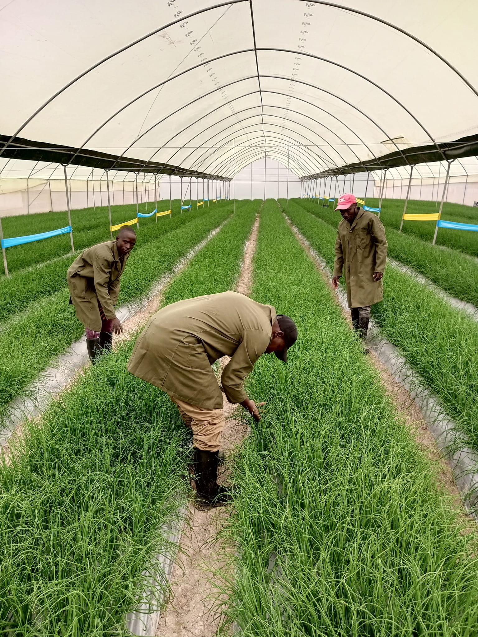 Dedicated farmers tend to herbs inside a protected greenhouse structure, practicing intensive herbs farming in Kenya for year-round production and quality control.