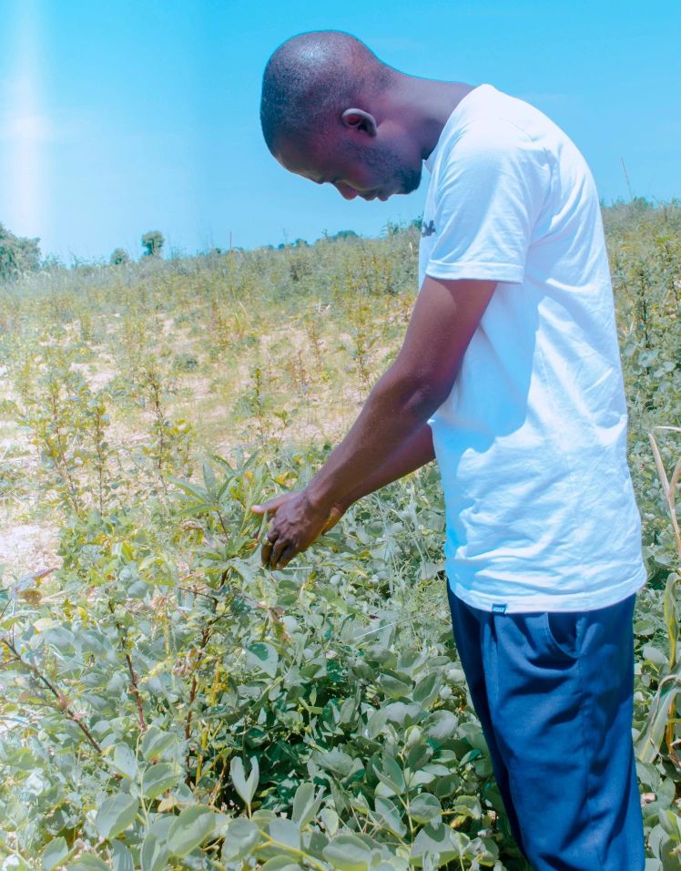 Hibiscus Farming 2026