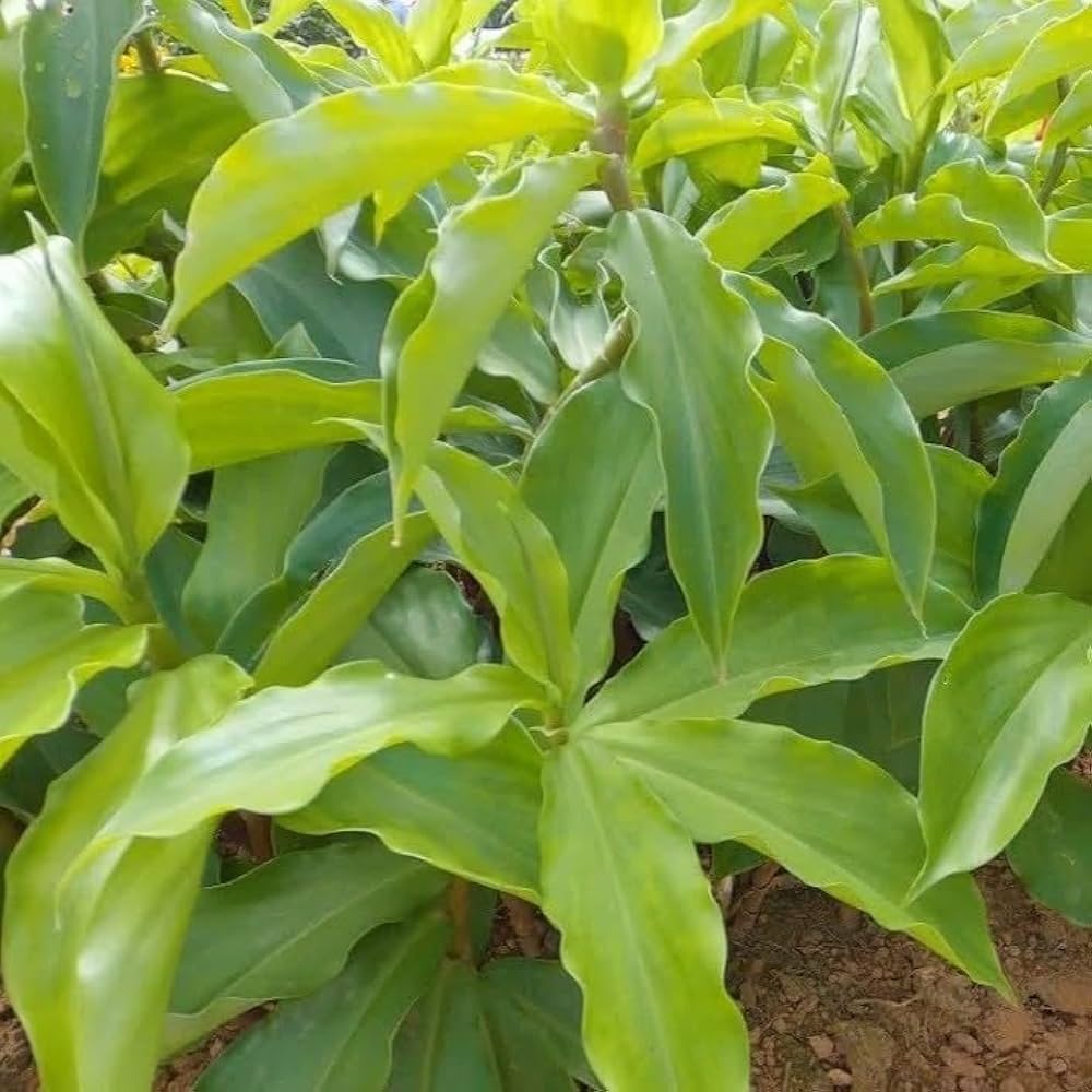 Insulin Farming in Kenya: Tapping into the Profitable KSh 20 Billion Diabetes Treatment Market 1 Insulin Farming in Kenya: Tapping into the KSh 20 Billion Diabetes Treatment Market