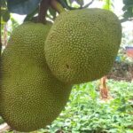 Ripe jackfruits ready for harvest hang from a mature tree, demonstrating the impressive yield possible through proper jackfruit farming in Kenya techniques.