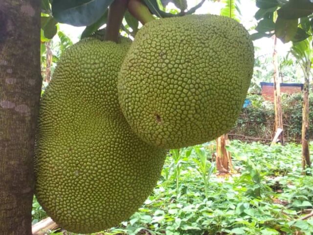 Ripe jackfruits ready for harvest hang from a mature tree, demonstrating the impressive yield possible through proper jackfruit farming in Kenya techniques.