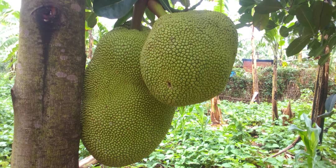 Jackfruit Farming in Kenya: 2026 Guide to Earning KSh 1.6 Million Per Acre with Grafted Seedlings 1 Jackfruit Farming in Kenya