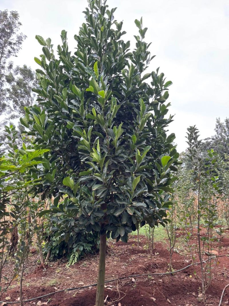 Jackfruit Farming in Kenya: 2026 Guide to Earning KSh 1.6 Million Per Acre with Grafted Seedlings 3 A healthy four-year-old grafted jackfruit tree already producing fruits, proving the fast returns available from professional jackfruit farming in Kenya.