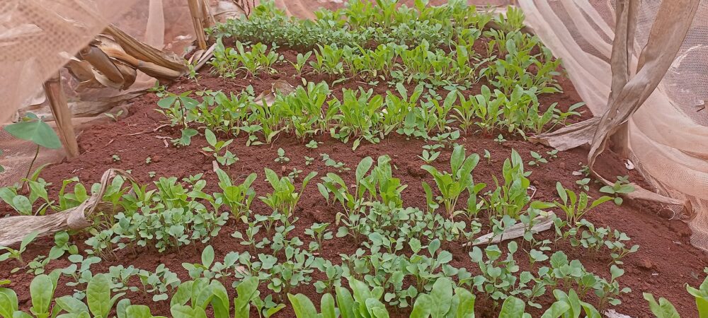 Kale Farming in Kenya: The 2026 Complete Guide to Earning KSh 900,000 Per Acre with Malkia F1 Sukuma Wiki Variety 5 Kales Farming in Kenya, Seedlings