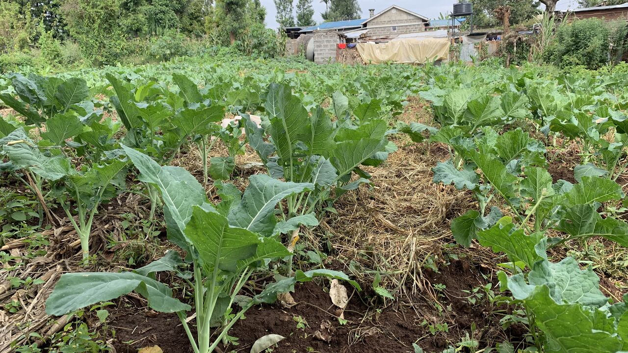 Kale Farming in Kenya: The 2026 Complete Guide to Earning KSh 900,000 Per Acre with Malkia F1 Sukuma Wiki Variety 4 A well-maintained kale farm with organic mulch spread between rows, demonstrating proper soil moisture management in successful kale farming in Kenya.
