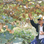 A farmer harvesting ripe kiwi fruits at his farm, carefully picking mature fruits to preserve quality for the fresh market in a thriving kiwi fruit farming in Kenya enterprise.