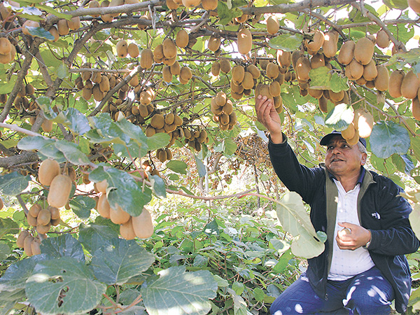 A farmer harvesting ripe kiwi fruits at his farm, carefully picking mature fruits to preserve quality for the fresh market in a thriving kiwi fruit farming in Kenya enterprise.