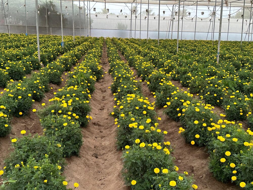 Marigold Farming in Kenya