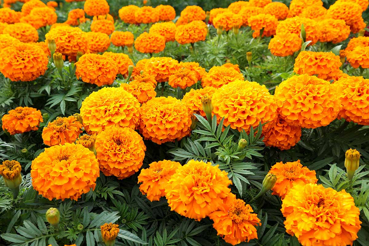 Marigold Farming in Kenya