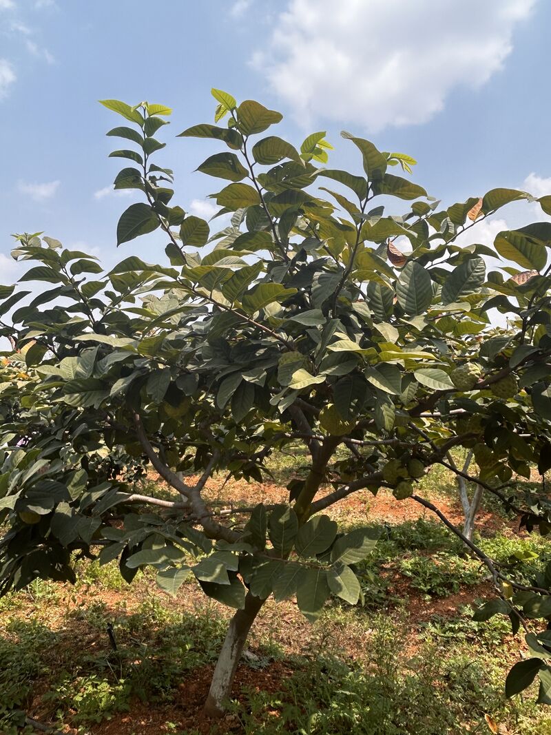 Custard Apple (Matomoko) Farming in Kenya