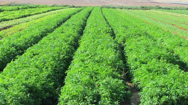 A sprawling open field dedicated to commercial herbs farming in Kenya, showcasing healthy rows of basil and coriander ready for harvest.