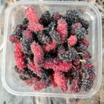 Fresh mulberries packed in a punnet ready for supermarket display, representing the premium market available for quality fruit from mulberry farming in Kenya.