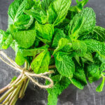Freshly harvested mint bunches neatly tied and ready for market, demonstrating the final product of successful mint farming in Kenya.